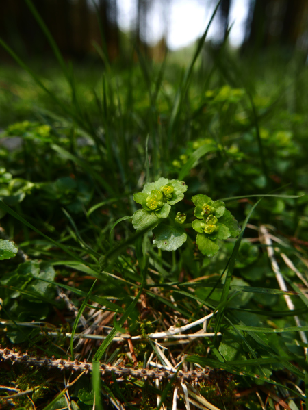 Opposite-leaved Golden Saxifrage Chrysosplenium oppositifolium Lus ny lheiyee