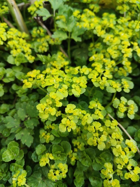 Opposite-leaved Golden Saxifrage Chrysosplenium oppositifolium Lus ny lheiyee