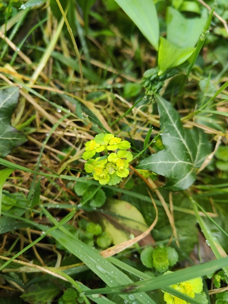 Opposite-leaved Golden Saxifrage Chrysosplenium oppositifolium Lus ny lheiyee