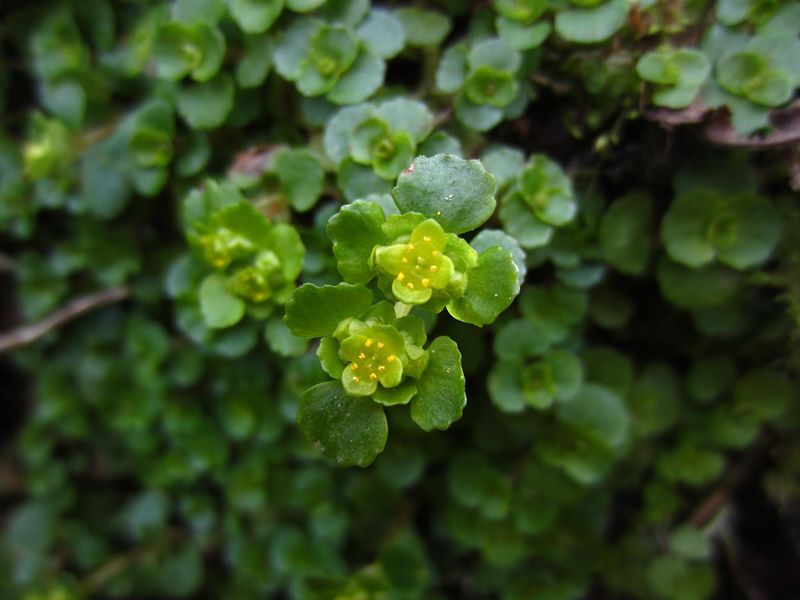 Opposite-leaved Golden Saxifrage Chrysosplenium oppositifolium Lus ny lheiyee