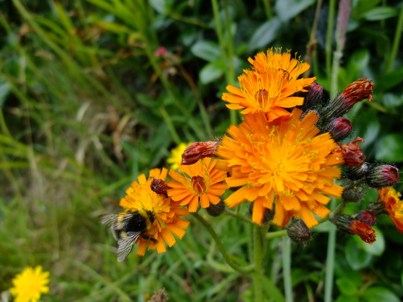 Orange Hawkweed Pilosella aurantiaca stroin-vuc yiarg