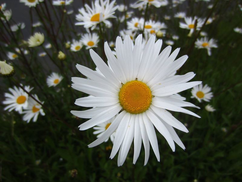 Ox-eye daisy Leucanthemum vulgare Neaynin mooar