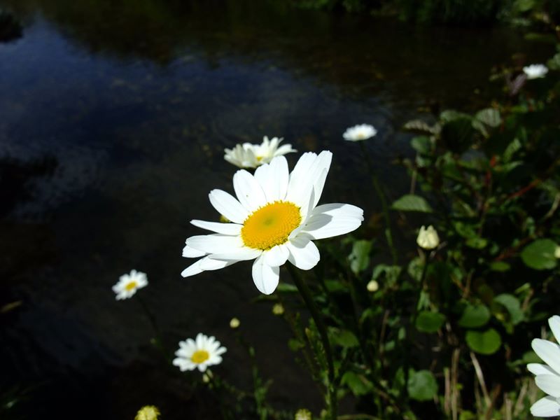 Ox-eye daisy Leucanthemum vulgare Neaynin mooar