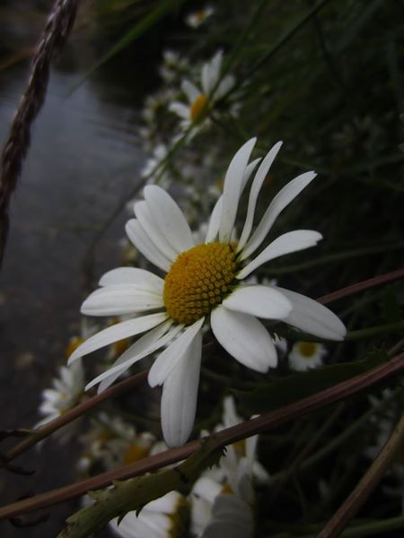 Ox-eye daisy Leucanthemum vulgare Neaynin mooar