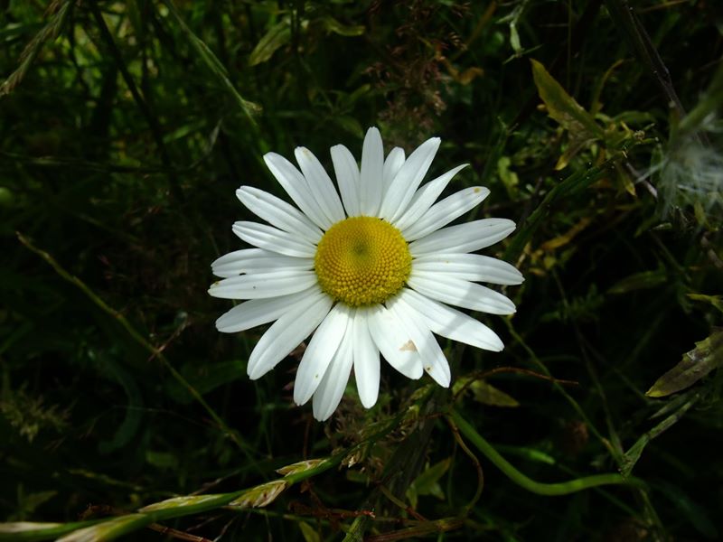 Ox-eye daisy Leucanthemum vulgare Neaynin mooar