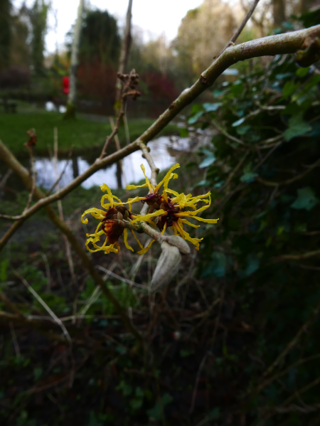 Ozark witchhazel Hamamelis vernalis 