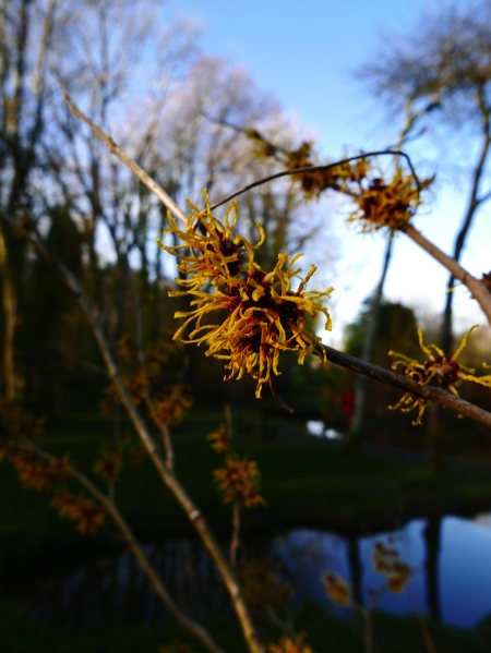 Ozark witchhazel Hamamelis vernalis 