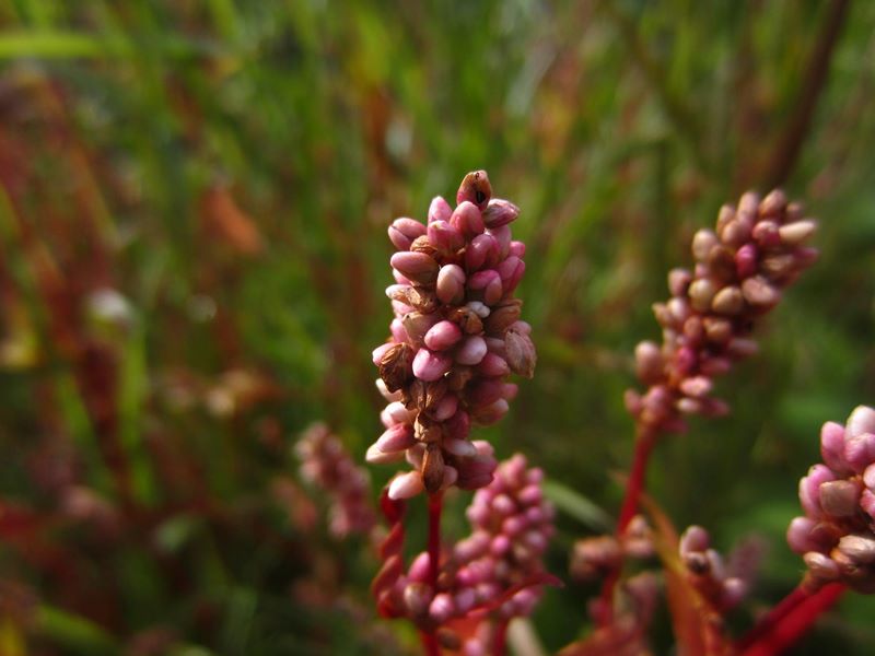 Persicaria Persicaria maculosa goblan marrey