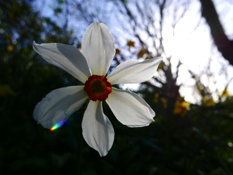 Pheasant's Eye Daffodil Narcissus poeticus Lus y ghuiy gheamagh