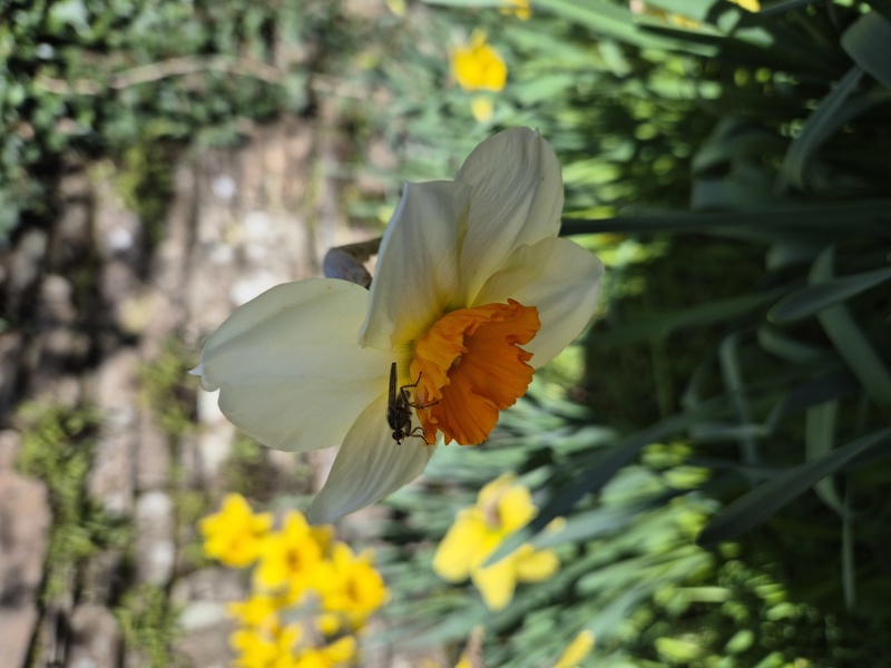 Pheasant's Eye Daffodil Narcissus poeticus Lus y ghuiy gheamagh