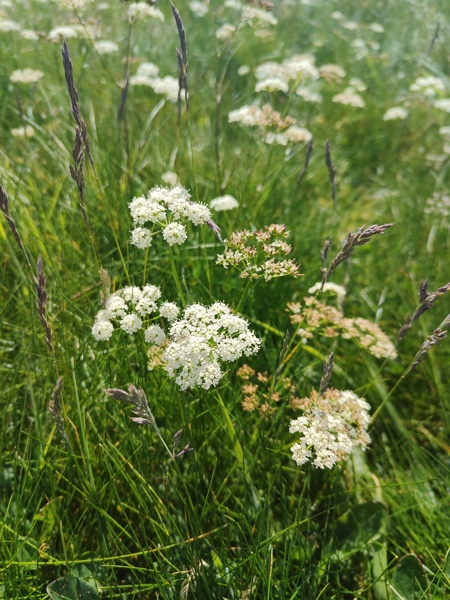 Pignut Conopodium majus Curlan