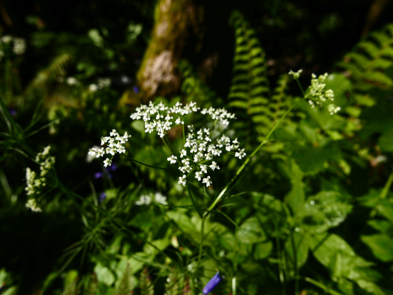 Pignut Conopodium majus Curlan