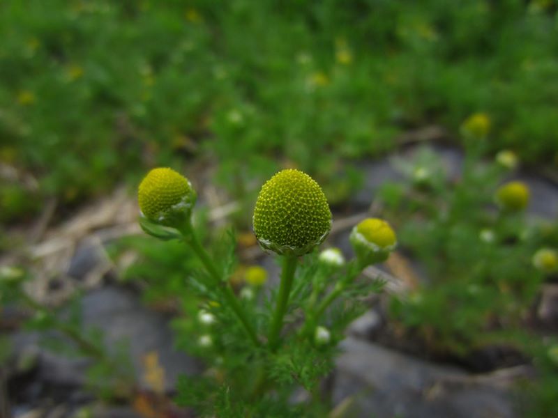 Pineappleweed Matricaria discoidea lus ny h-uhlley