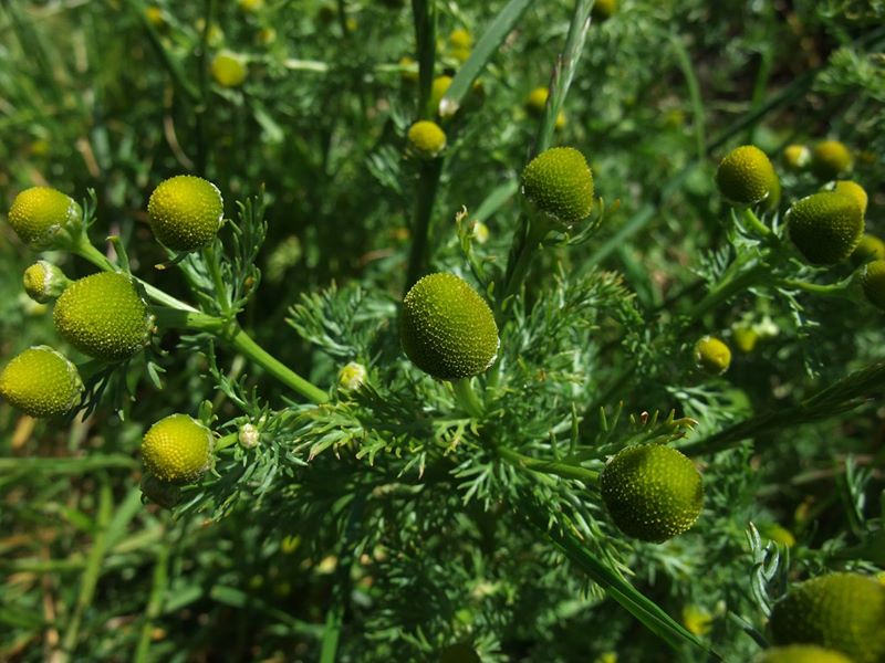 Pineappleweed Matricaria discoidea lus ny h-uhlley