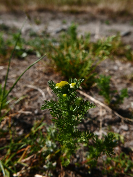 Pineappleweed Matricaria discoidea lus ny h-uhlley