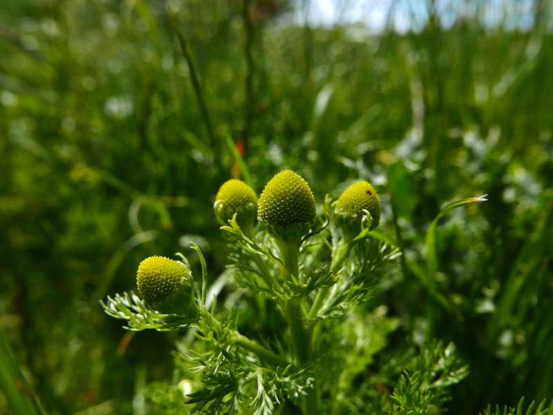 Pineappleweed Matricaria discoidea lus ny h-uhlley