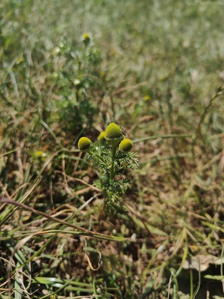 Pineappleweed Matricaria discoidea lus ny h-uhlley