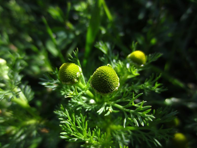 Pineappleweed Matricaria discoidea lus ny h-uhlley