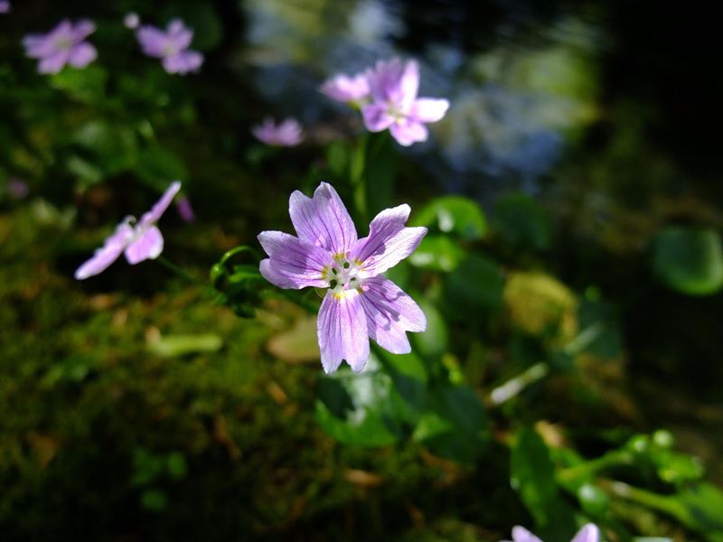 Pink Purslane Claytonia sibirica Shaghrynagh