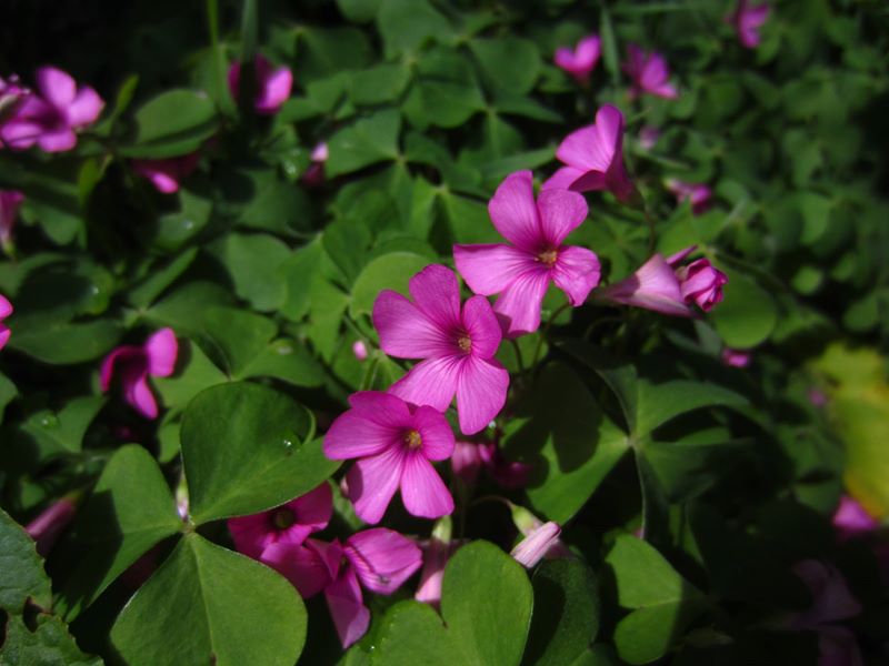 Pink-Sorrel Oxalis articulata Shamsag ghlioonagh