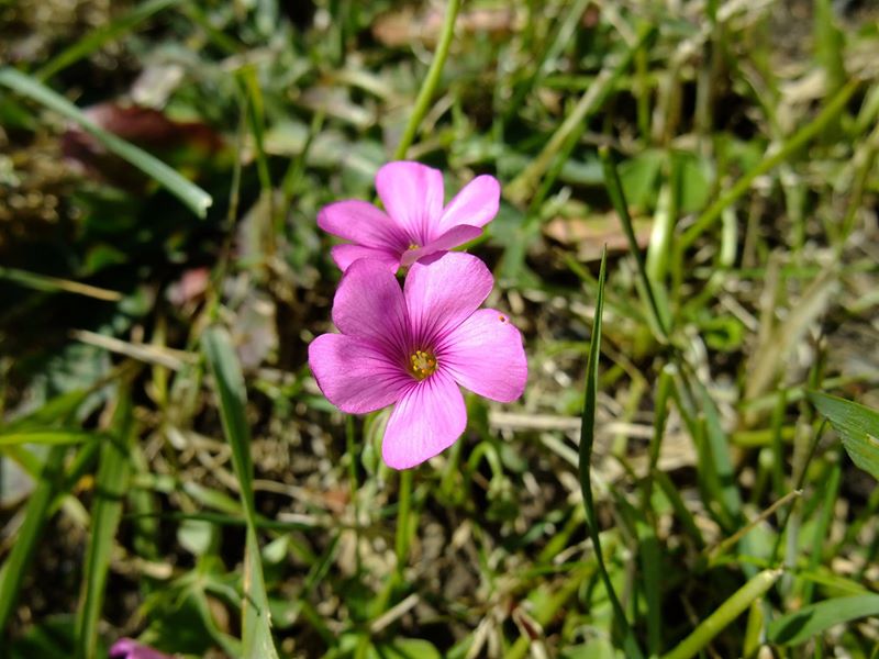 Pink-Sorrel Oxalis articulata Shamsag ghlioonagh