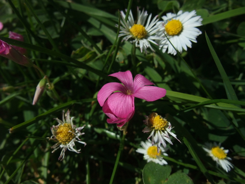 Pink-Sorrel Oxalis articulata Shamsag ghlioonagh