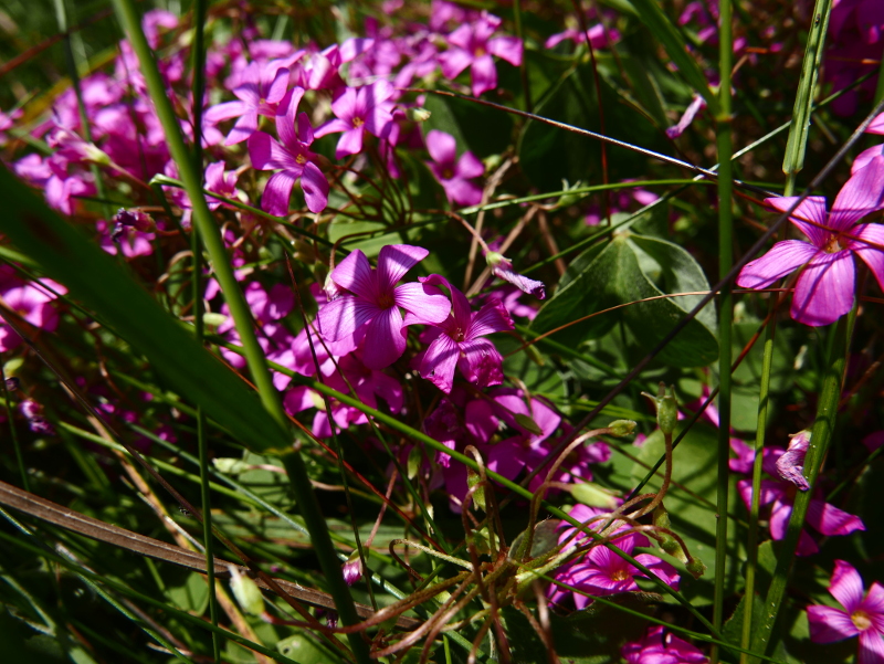 Pink-Sorrel Oxalis articulata Shamsag ghlioonagh