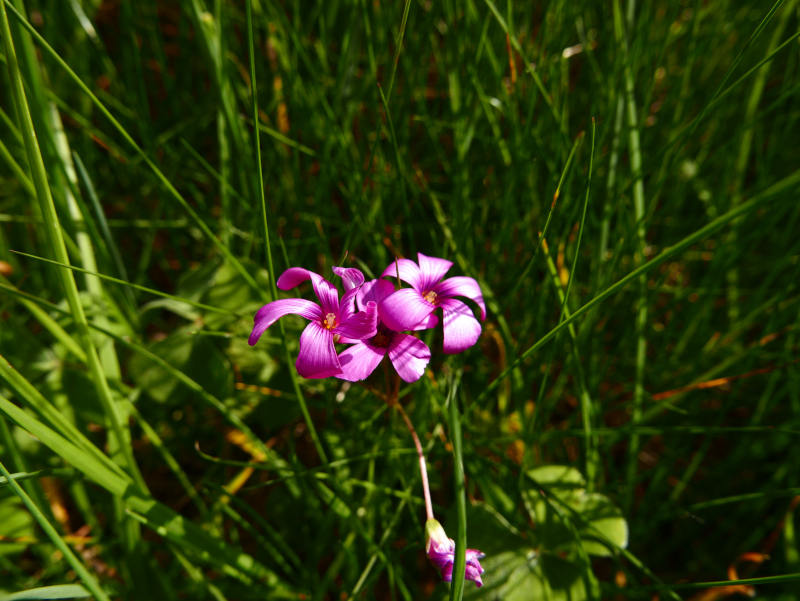 Pink-Sorrel Oxalis articulata Shamsag ghlioonagh