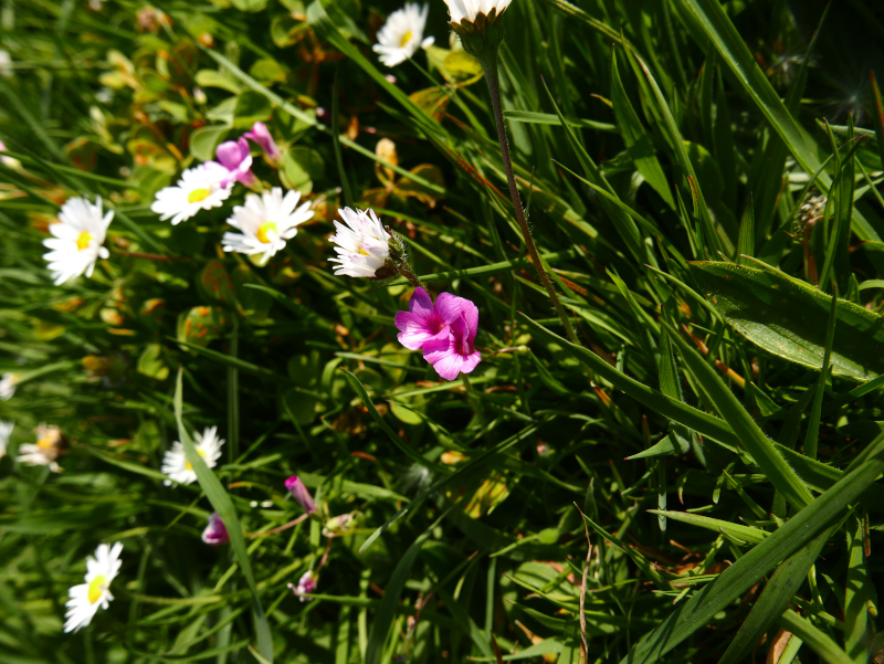 Pink-Sorrel Oxalis articulata Shamsag ghlioonagh