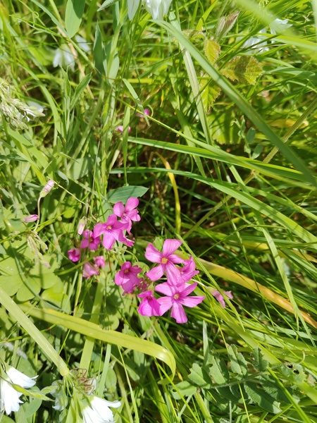 Pink-Sorrel Oxalis articulata Shamsag ghlioonagh