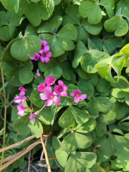 Pink-Sorrel Oxalis articulata Shamsag ghlioonagh