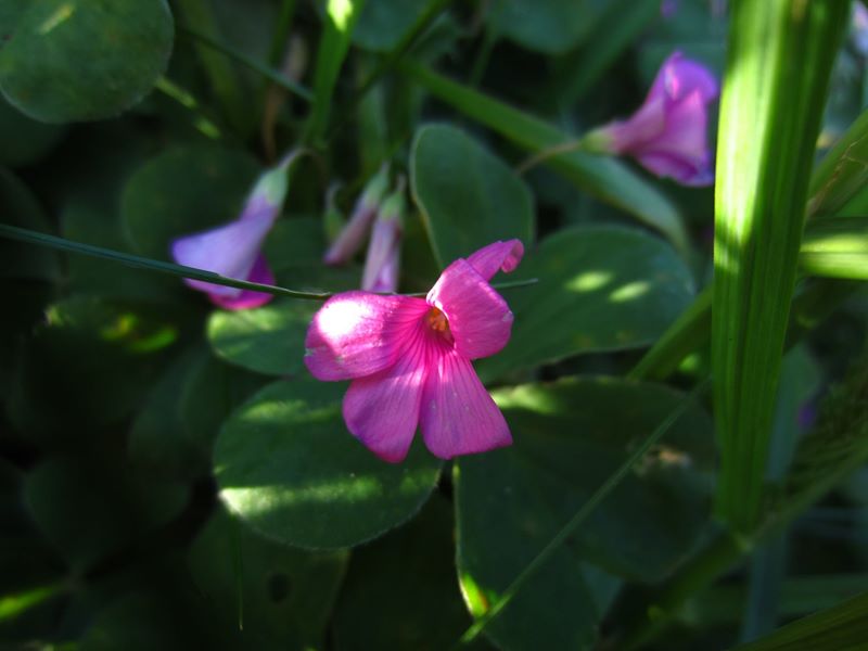 Pink-Sorrel Oxalis articulata Shamsag ghlioonagh