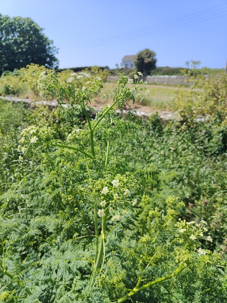 Poison Hemlock Conium maculatum Aghaue vooar