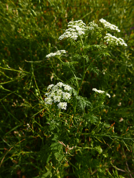 Poison Hemlock Conium maculatum Aghaue vooar