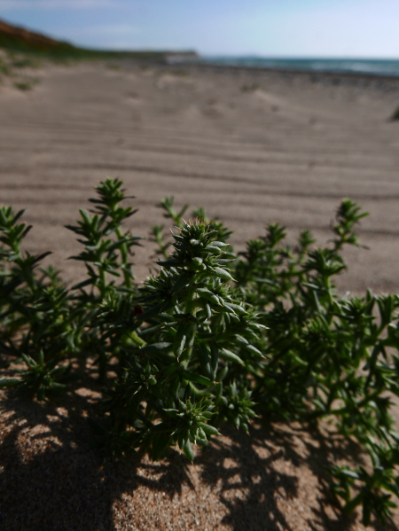 Prickly Saltwort Kali turgidum Lus y tollan