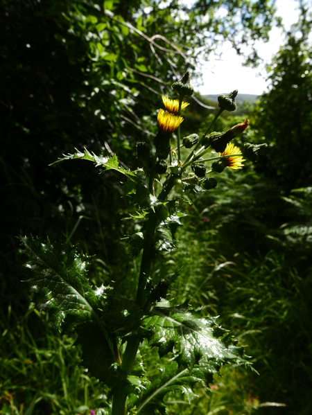 Prickly Sow-Thistle Sonchus asper Bainney-muc caulgagh