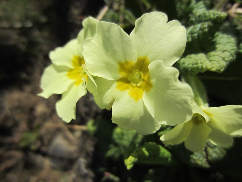 Primrose Primula vulgaris Sumark