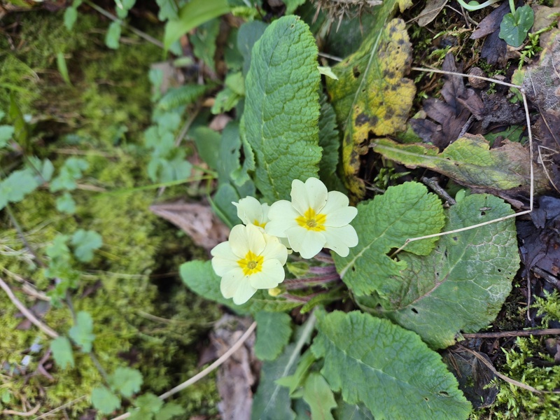 Primrose Primula vulgaris Sumark