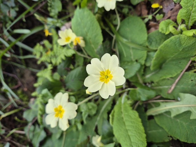 Primrose Primula vulgaris Sumark