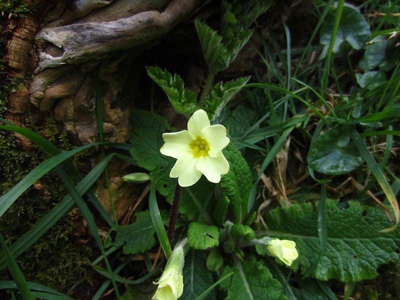 Primrose Primula vulgaris Sumark