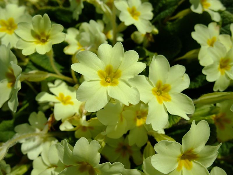 Primrose Primula vulgaris Sumark