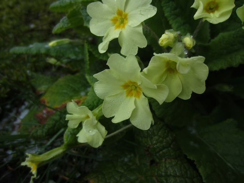 Primrose Primula vulgaris Sumark