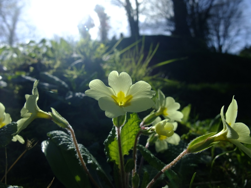 Primrose Primula vulgaris Sumark