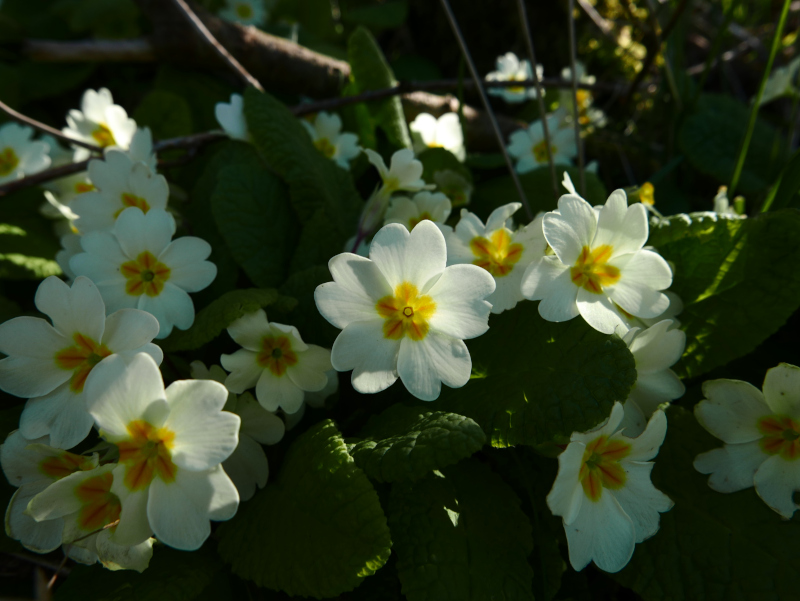 Primrose Primula vulgaris Sumark