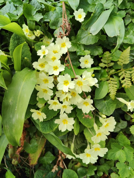 Primrose Primula vulgaris Sumark