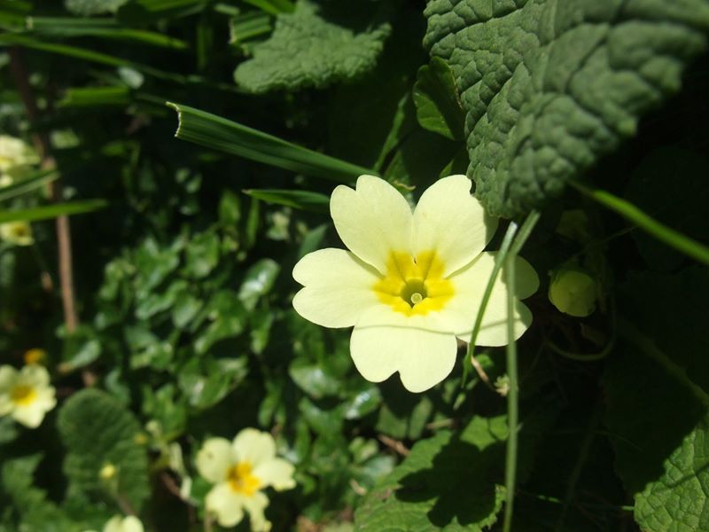 Primrose Primula vulgaris Sumark