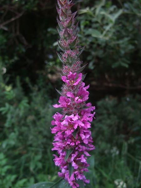 Purple Loosestrife Lythrum salicaria lus skeaylley