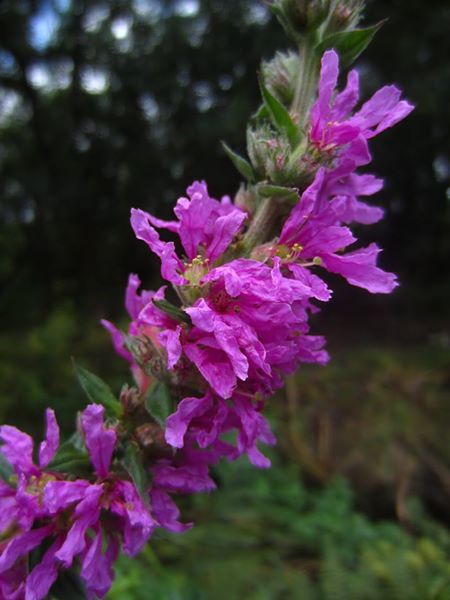 Purple Loosestrife Lythrum salicaria lus skeaylley