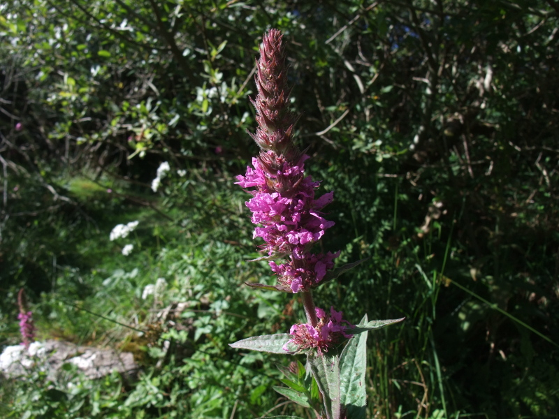 Purple Loosestrife Lythrum salicaria lus skeaylley