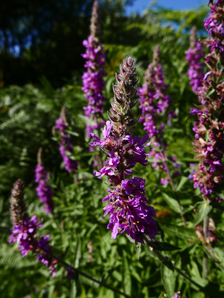 Purple Loosestrife Lythrum salicaria lus skeaylley